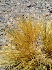 Festuca chrysophylla
