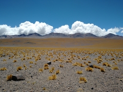Festuca chrysophylla