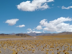 Festuca chrysophylla