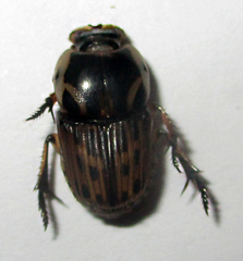 Oniticellus formosus