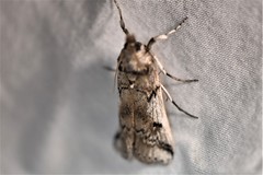 Melitara prodenialis