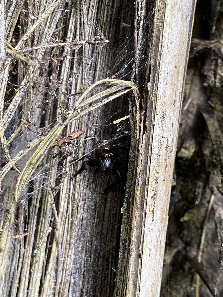 Salticinae from Jordão, AC, BR on March 19, 2022 at 0115 PM by Maíra