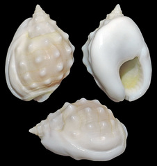 Nassarius granifer