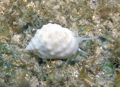 Nassarius granifer