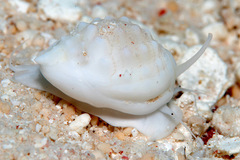 Nassarius granifer