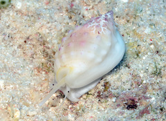 Nassarius granifer