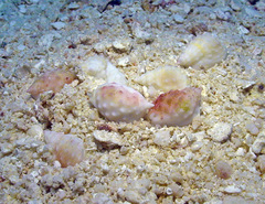 Nassarius granifer