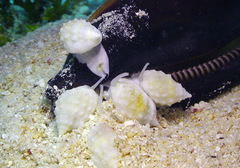 Nassarius granifer