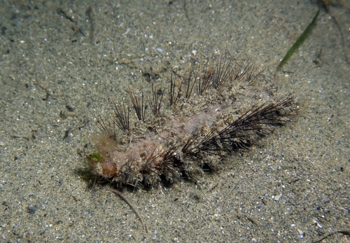 Representative image of Laetmonice