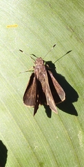 Hesperiinae