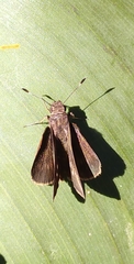 Hesperiinae