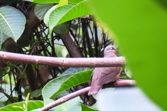 Phapitreron leucotis