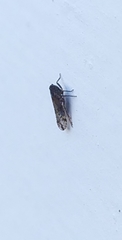 Cixiosoma bonaerense