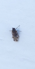 Cixiosoma bonaerense
