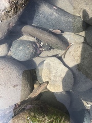 Clinocottus globiceps
