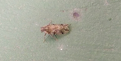 Cixiosoma bonaerense