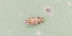 Cixiosoma bonaerense