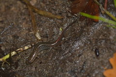 Desmognathus valtos