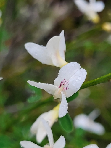 Cytisus filipes, photograph 4