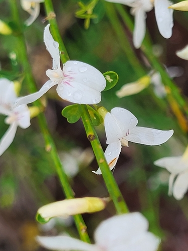 Cytisus filipes, photograph 5