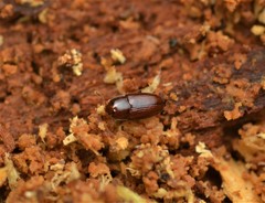 Philothermus glabriculus