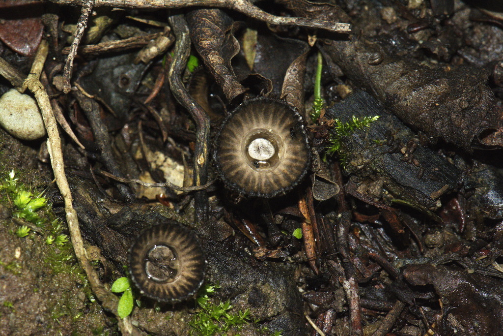 fluted bird's nest fungus from Western Lake, New Zealand on May 22