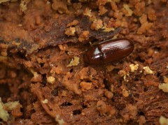 Philothermus glabriculus