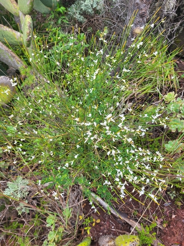 Cytisus filipes, photograph 6