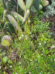 Cytisus filipes image