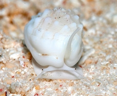 Nassarius granifer
