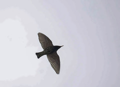 Sturnus vulgaris
