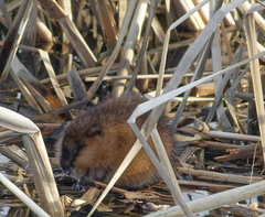 Ondatra zibethicus