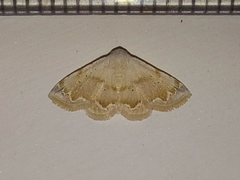 Eublemma amabilis