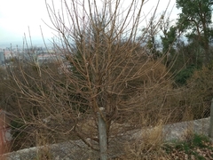 Acer campestre