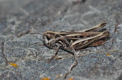 Omocestus petraeus