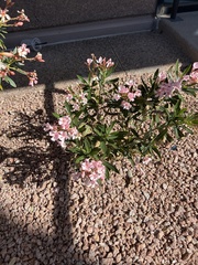 Nerium oleander