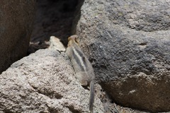 Callospermophilus lateralis bernardinus