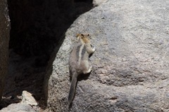 Callospermophilus lateralis bernardinus