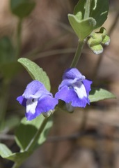 Scutellaria potosina