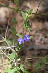 Scutellaria potosina