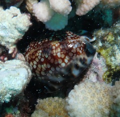 Mauritia maculifera maculifera