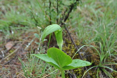 Arisaema yunnanense
