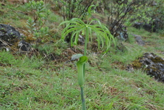 Arisaema erubescens