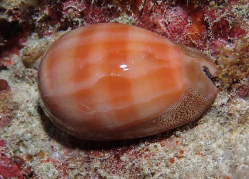 Lyncina leviathan observed 2022-03-29