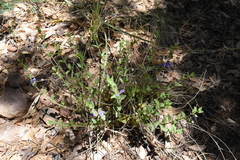 Scutellaria potosina