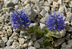 Veronica alaskensis