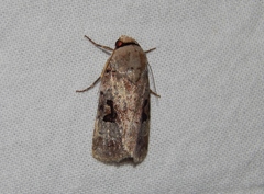Ariathisa abyssinia