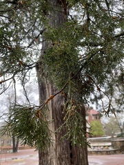 Juniperus virginiana