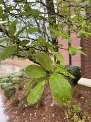 Magnolia