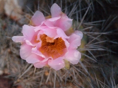 Tephrocactus alexanderi